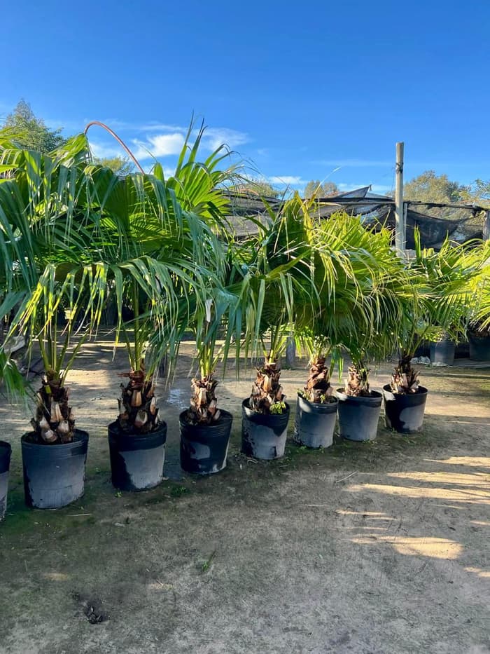 Planta en venta en Vivero Los Robles