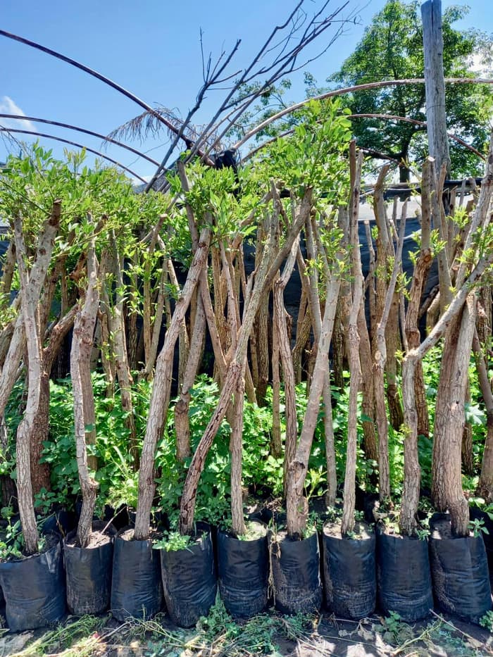 Planta en venta en Vivero Los Robles