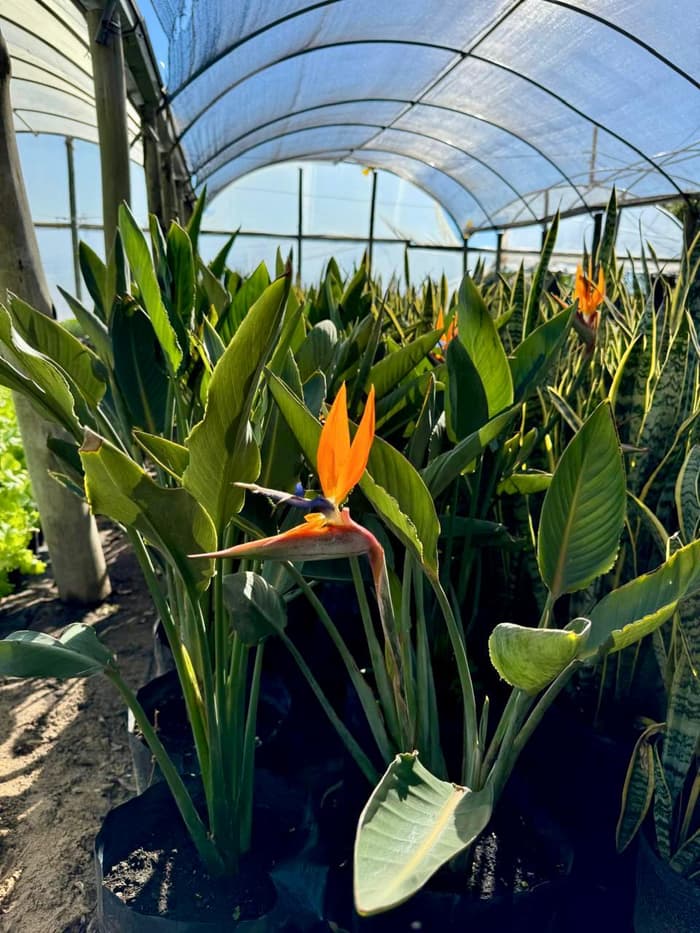 Planta en venta en Vivero Los Robles