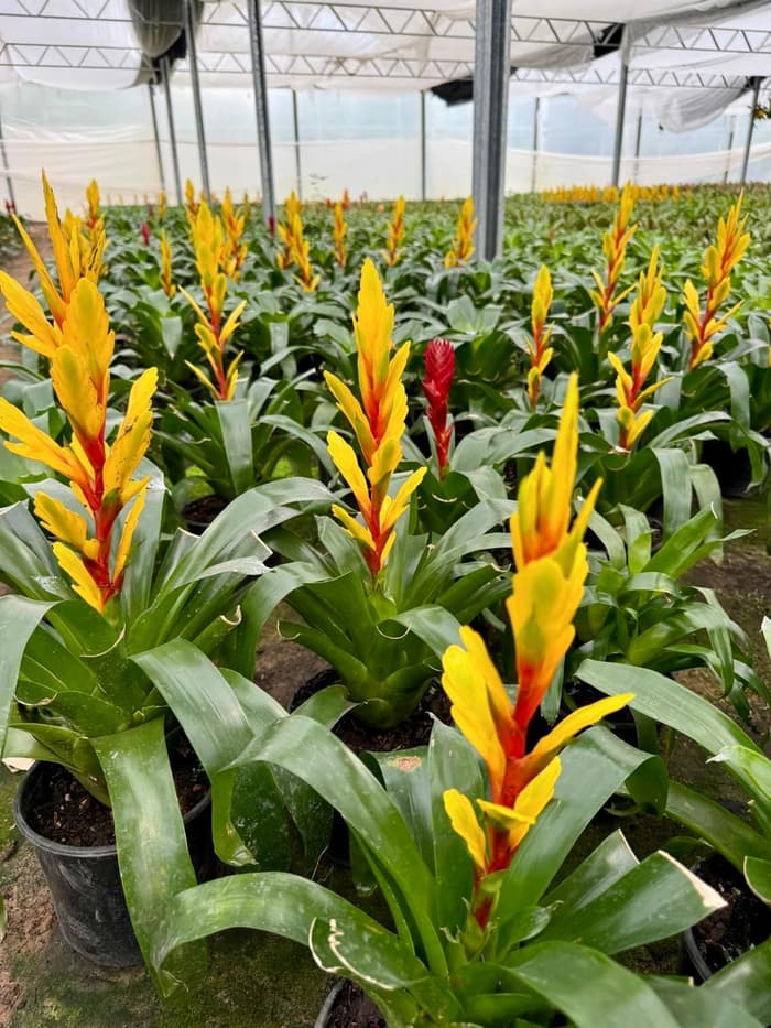 Planta en venta en Vivero Los Robles