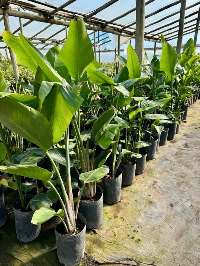 Planta en venta en Vivero Los Robles