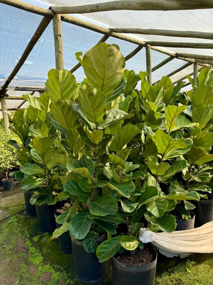 Planta en venta en Vivero Los Robles
