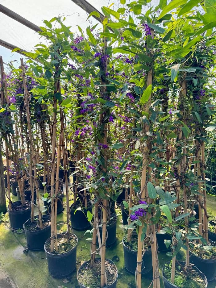 Planta en venta en Vivero Los Robles