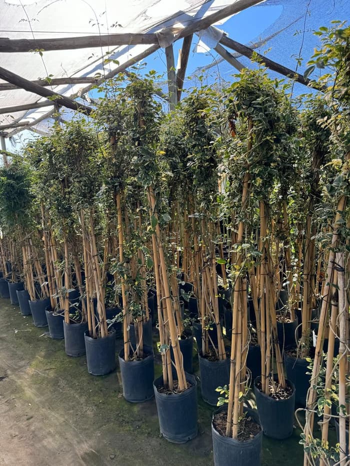Planta en venta en Vivero Los Robles