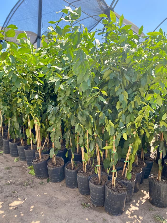 Planta en venta en Vivero Los Robles