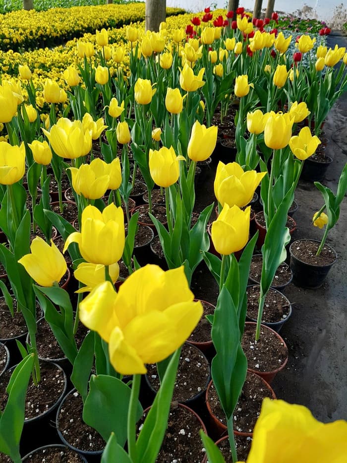 Planta en venta en Vivero Los Robles