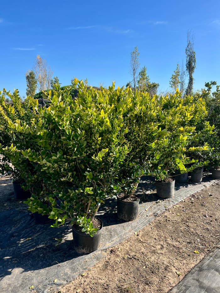 Planta en venta en Vivero Los Robles