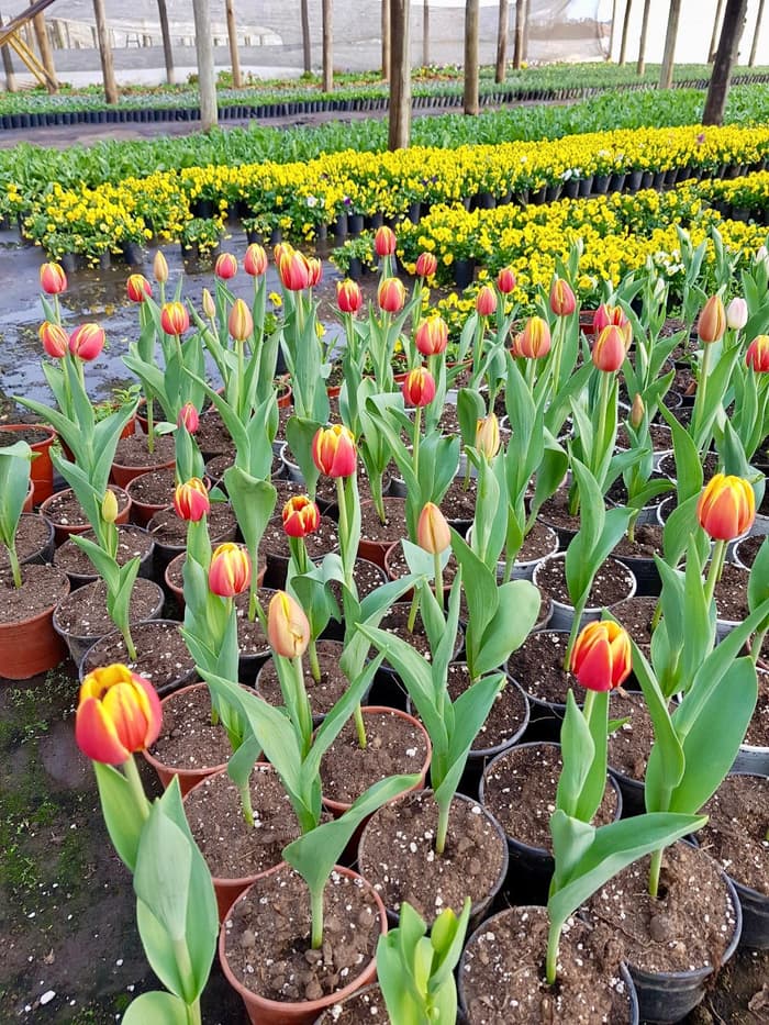 Planta en venta en Vivero Los Robles