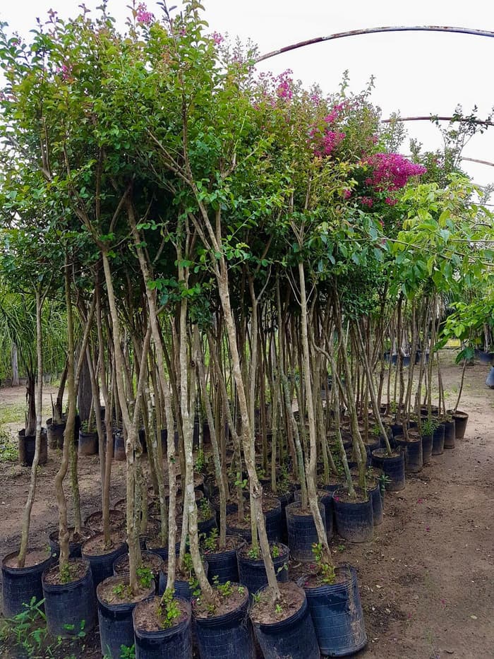 Planta en venta en Vivero Los Robles