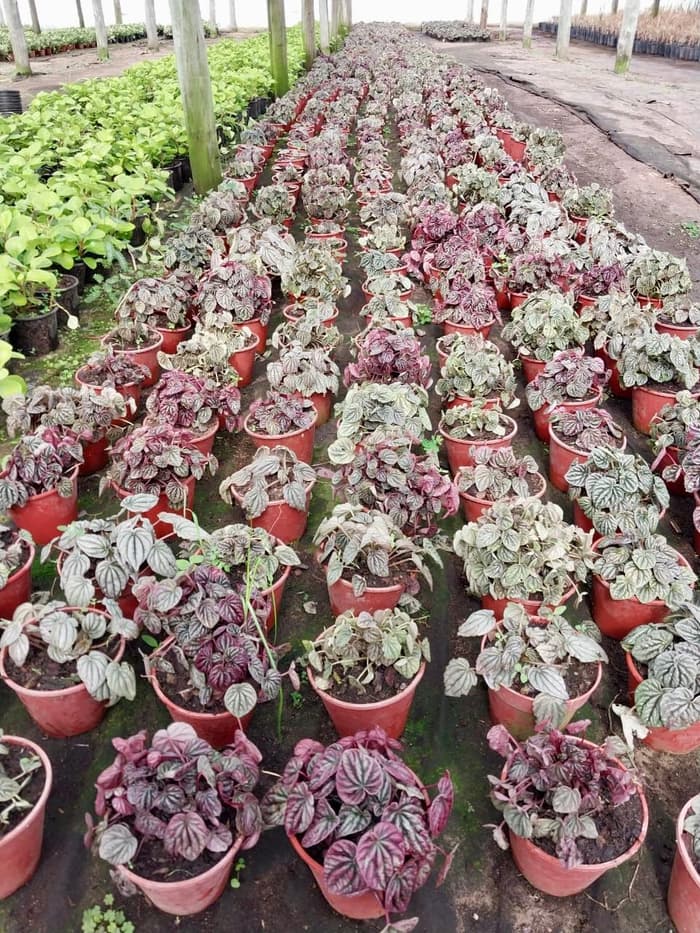 Planta en venta en Vivero Los Robles
