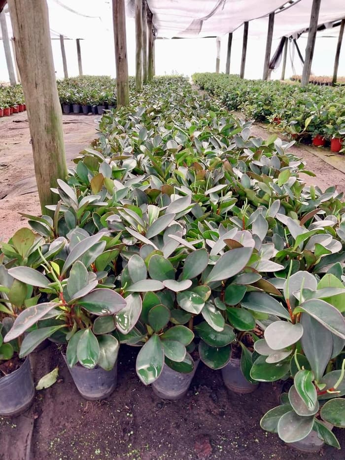 Planta en venta en Vivero Los Robles