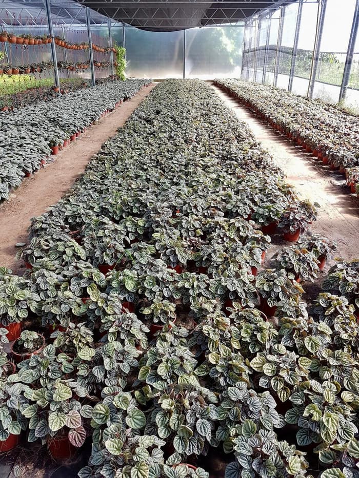 Planta en venta en Vivero Los Robles