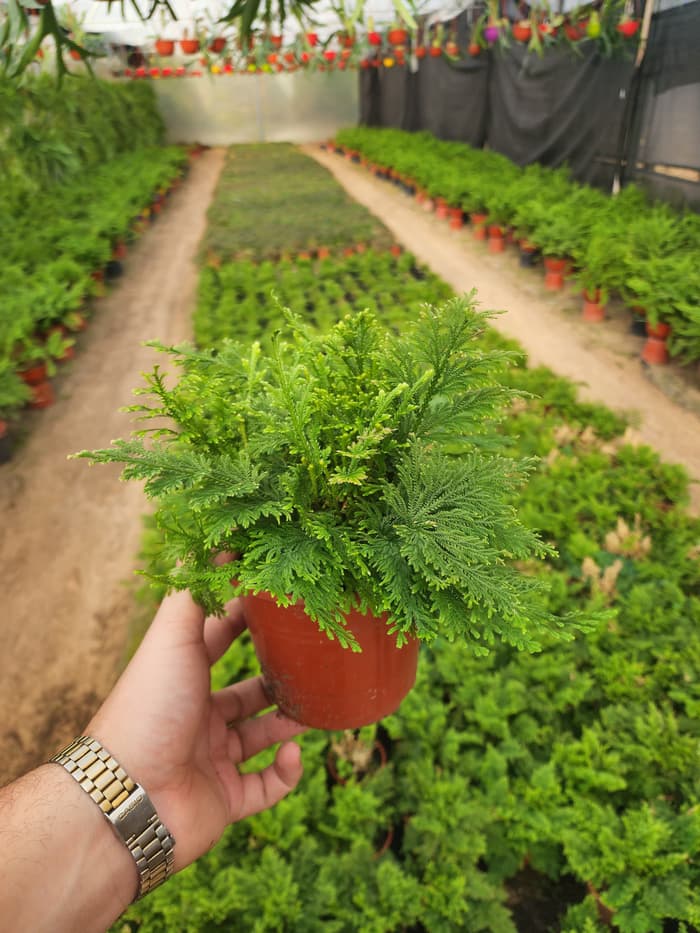 Planta en venta en Vivero Los Robles
