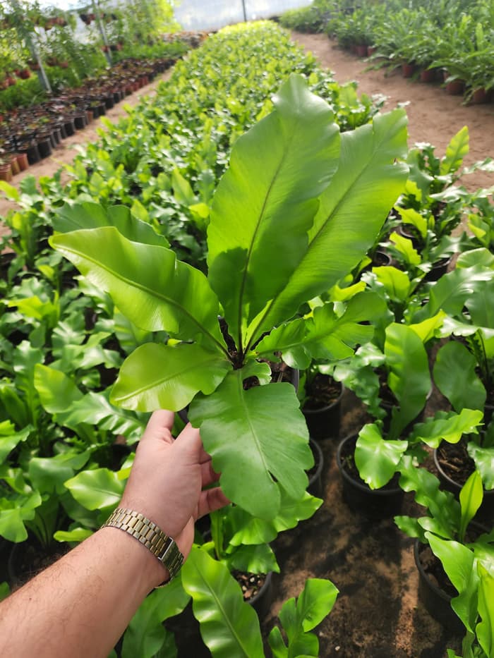 Planta en venta en Vivero Los Robles