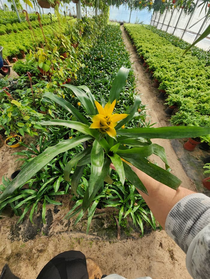 Planta en venta en Vivero Los Robles