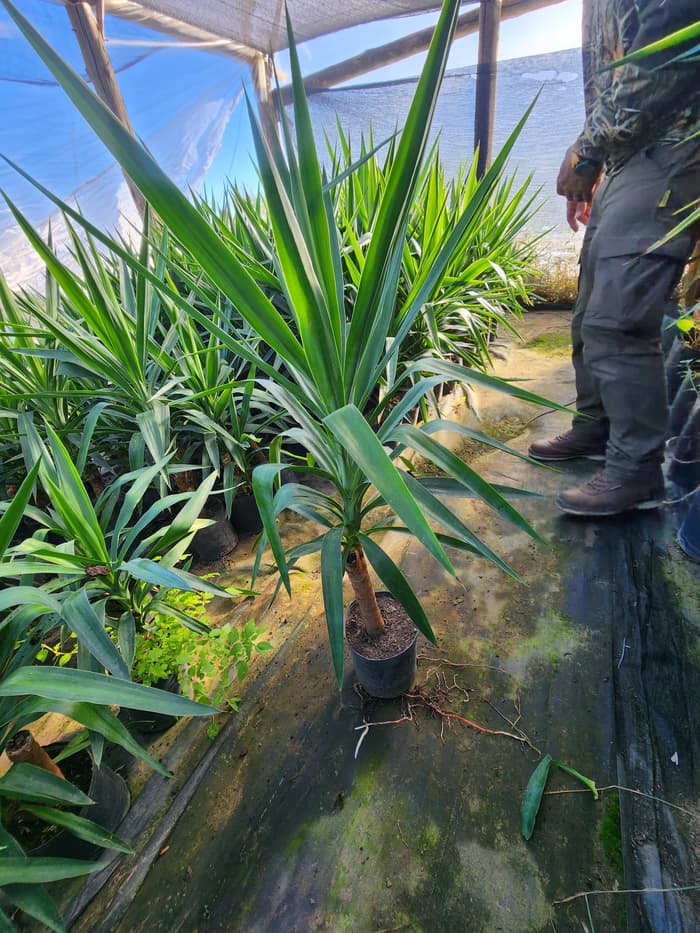 Planta en venta en Vivero Los Robles