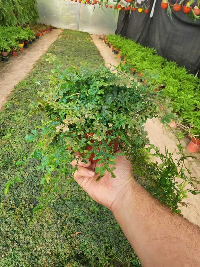 Planta en venta en Vivero Los Robles