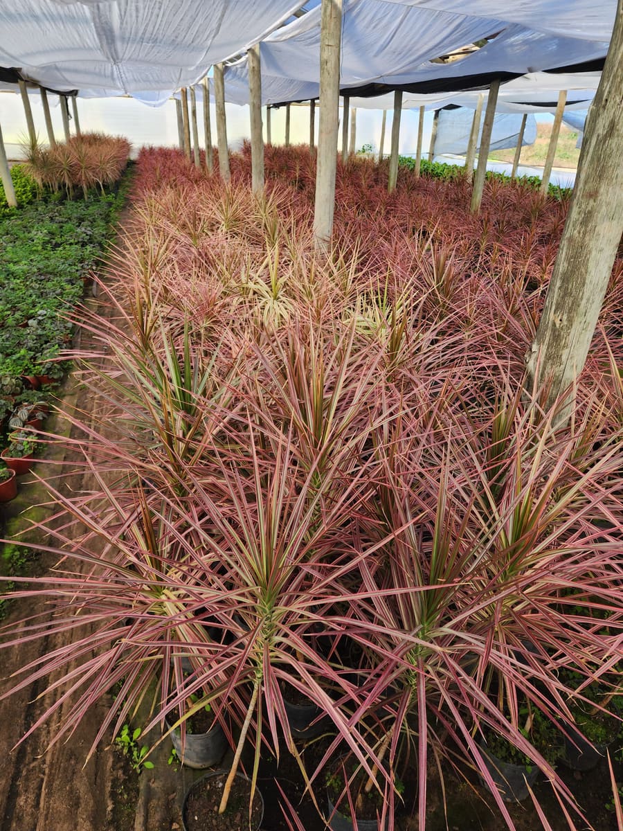 Asesoramiento en selección de plantas en Vivero Los Robles