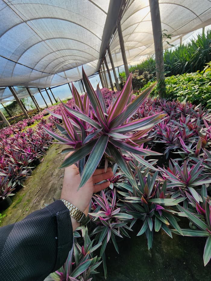 Planta en venta en Vivero Los Robles
