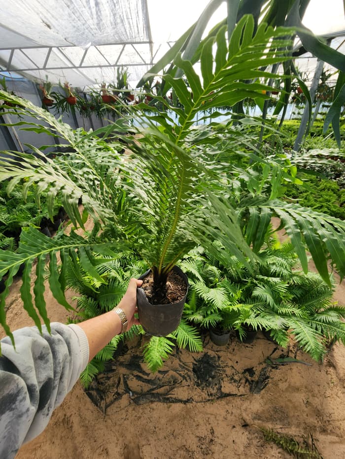 Planta en venta en Vivero Los Robles