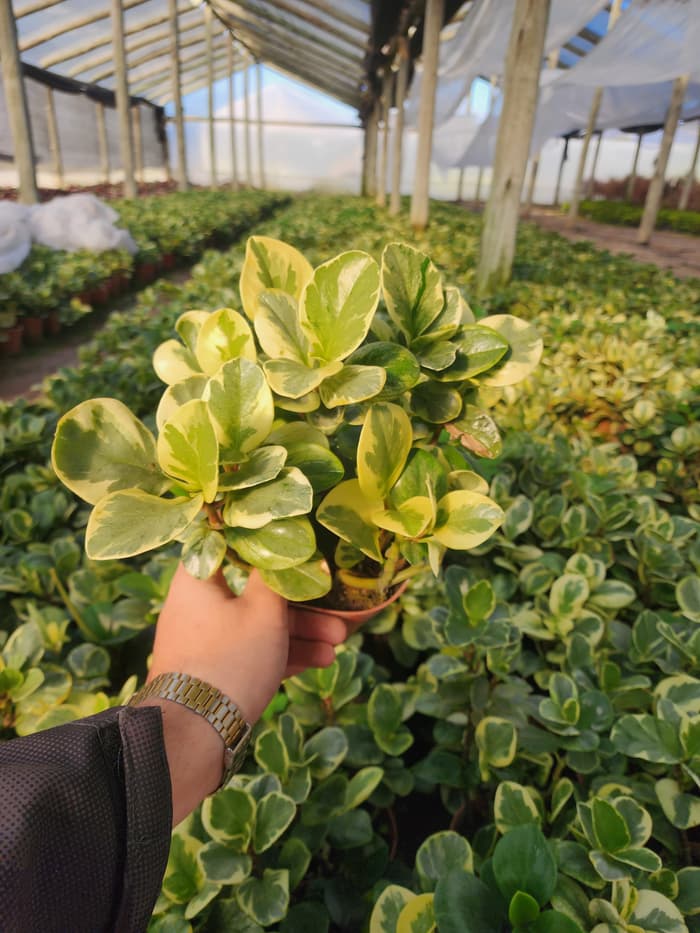 Planta en venta en Vivero Los Robles