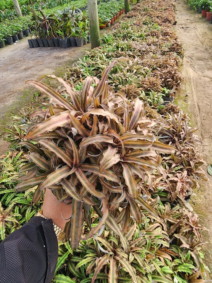 Planta en venta en Vivero Los Robles
