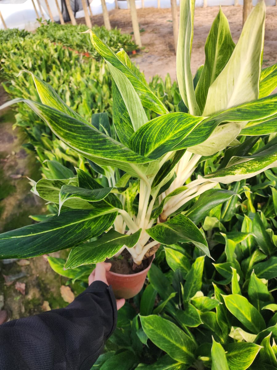 Insumos de jardinería disponibles en Vivero Los Robles