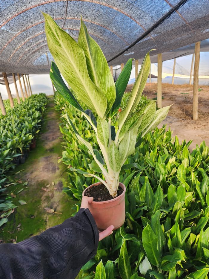 Planta en venta en Vivero Los Robles
