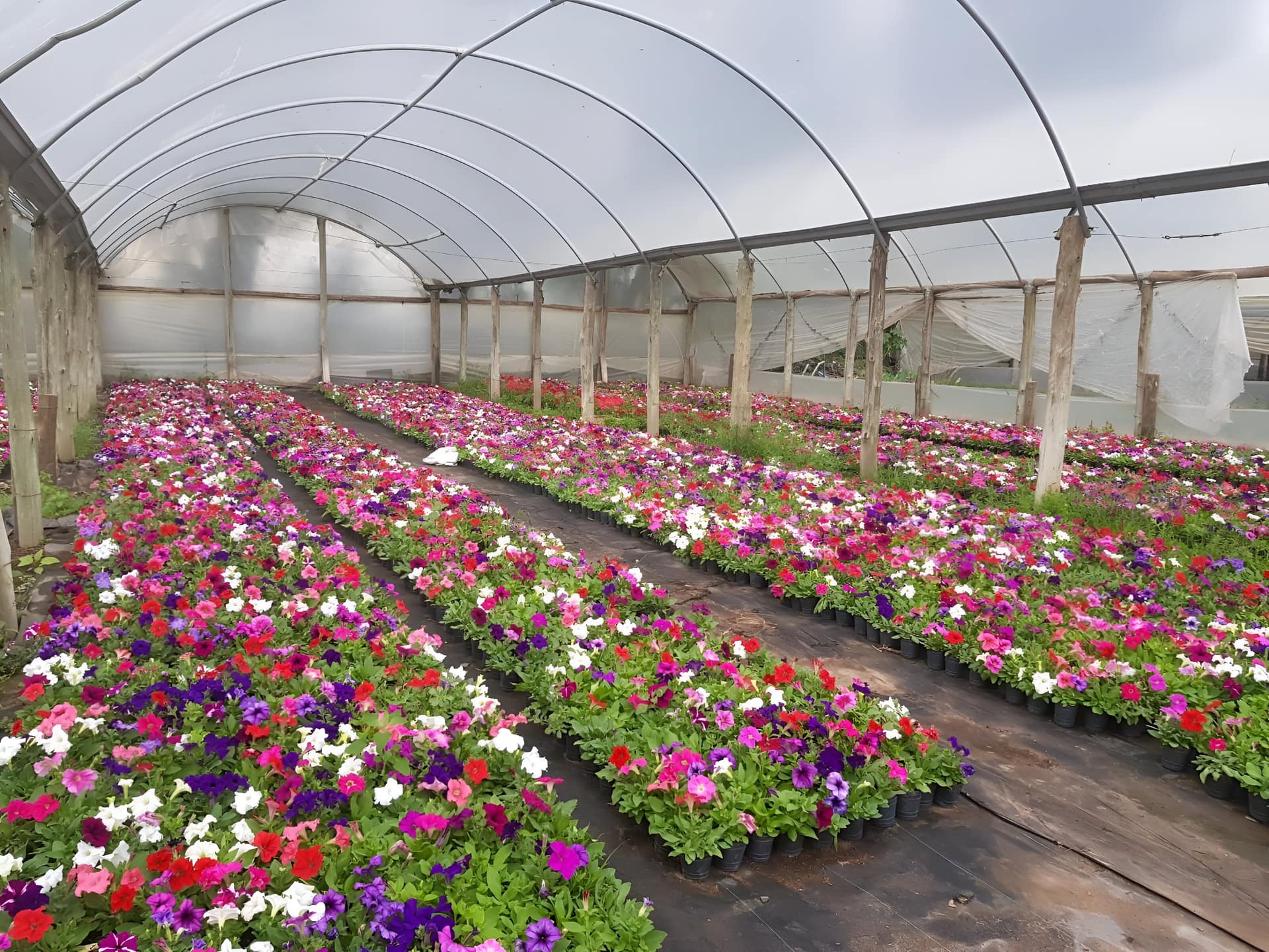 Cultivos propios de Vivero Los Robles en Santa Rosa de Calchines