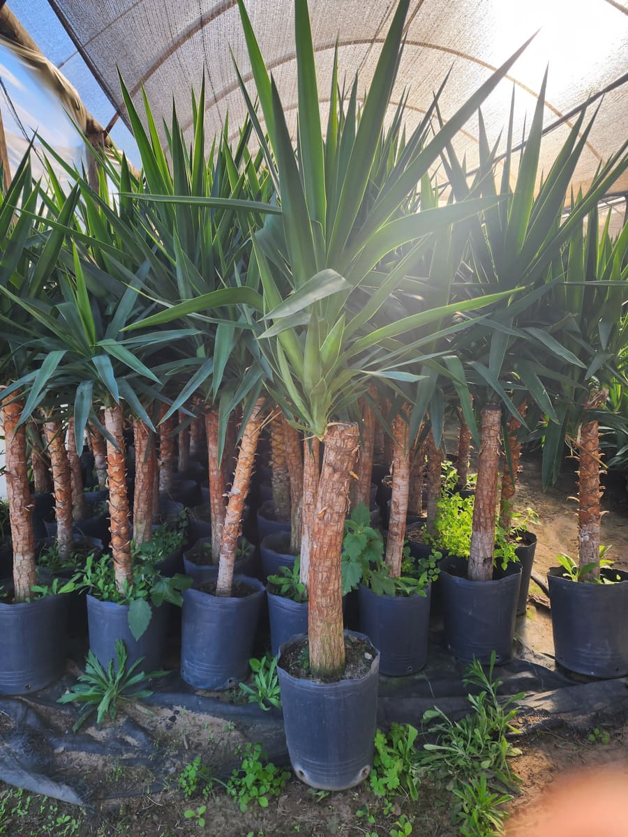 Sector de venta al por mayor en Vivero Los Robles