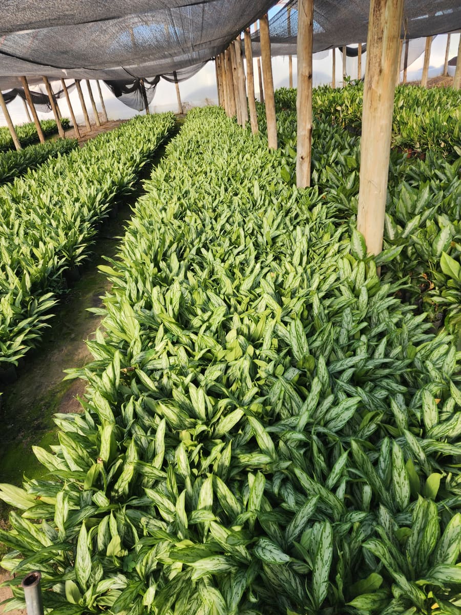 Diseño y parquización de espacios verdes por Vivero Los Robles