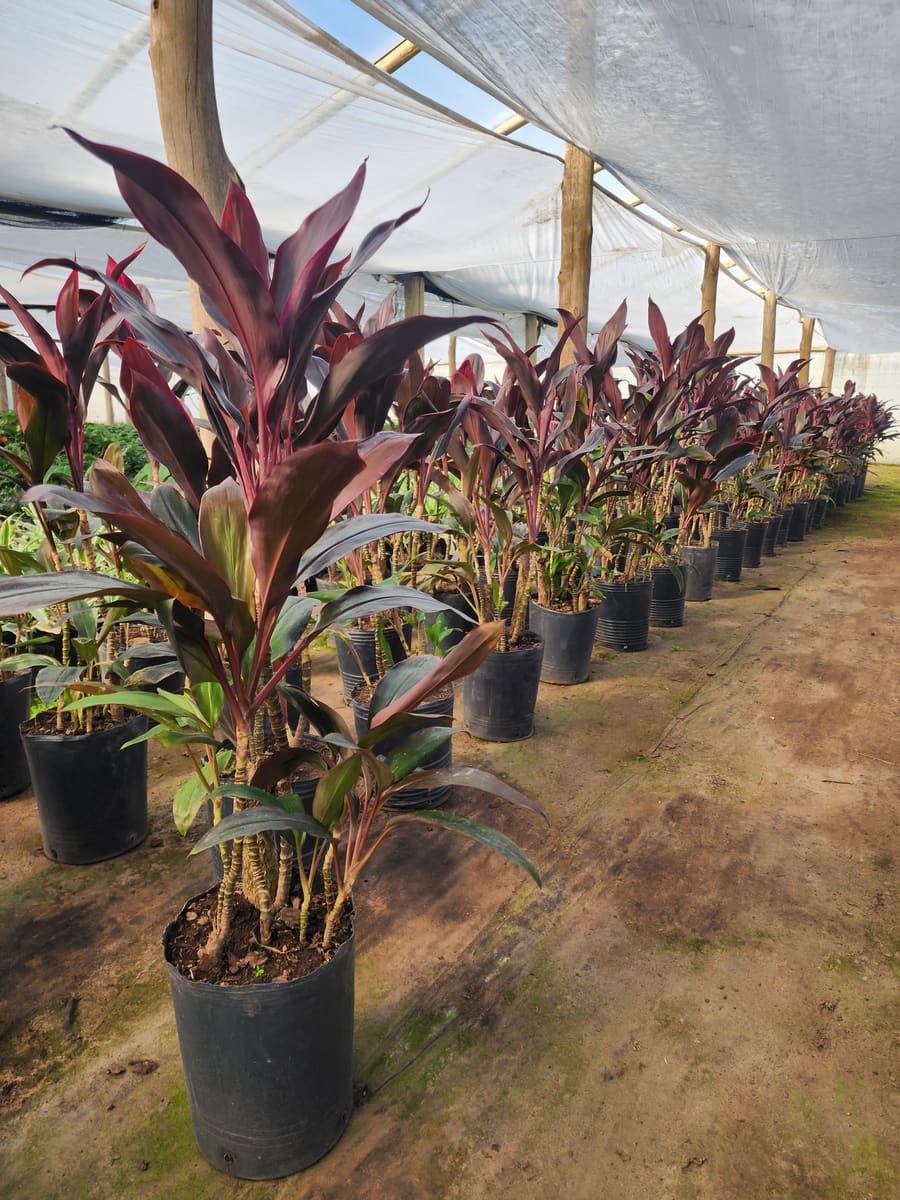 Sector de venta al por menor en Vivero Los Robles